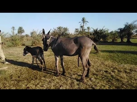 Donkey Meeting With Big Mohra Donkeys New York Roster 2022