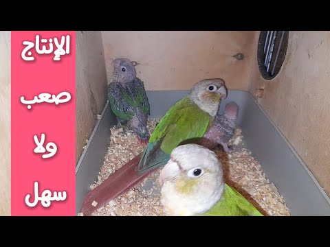 انتاج ببغاء الكونيور و تحقيق مكاسب ماديه كبيره منه