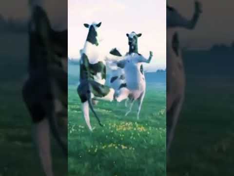 فطومه طومه طومه