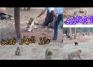 مناظر رائعه جولة جميل في غابة أزرو و مع القرود