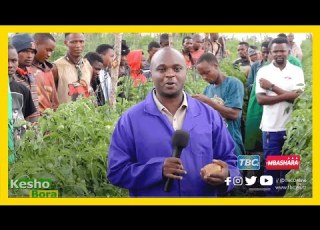  TBC TBC SHAMBANI KESHO BORA MDAHALO WA WAKULIMA WA NYANYA MANYARA KUHUSU KILIMO CHA NYANYA
