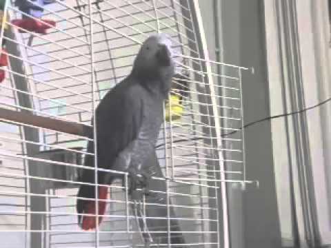 طوطی خوش اواز