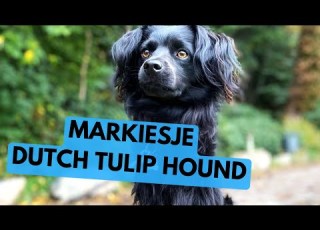  Markiesje TOP 10 Interesting Facts Dutch Tulip Hound