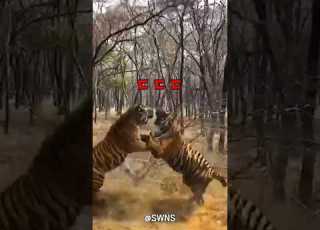 무시무시한 두 호랑이의 싸움 ㄷㄷ