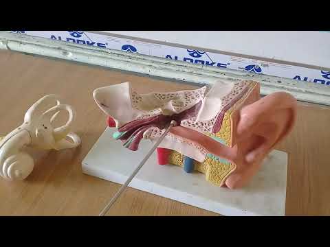 الأذن و السمع علم الأحياء الصف التاسع