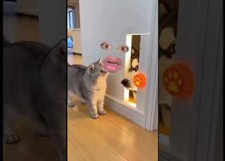 Wow Amazing Beautiful Cat Puppy Fighting Challenge Funny Satisfying Comedy Funnycute Besties