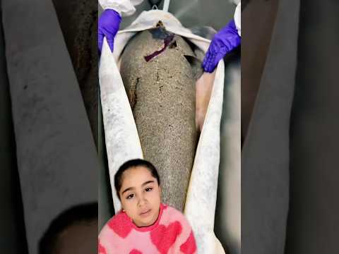 ميلا شافت كيف يستخرج الكافيار لاول مره