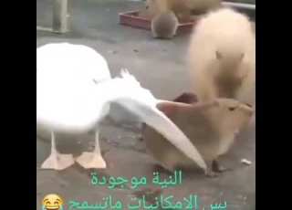 النيه موجوده 