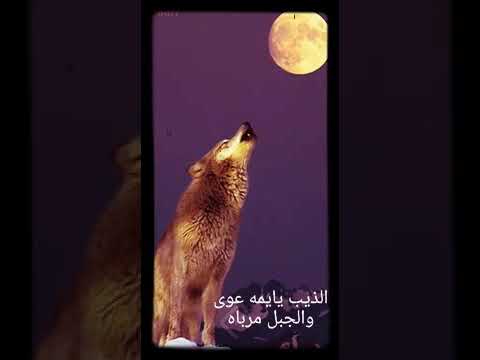 سامري حائل الذيب يا يمه عوى عجبتني قصيده بنت شمريه تشكي ل امها سامري حائل الذيب يا يمه عوى عجبتني قصيده بنت شمريه تشكي ل امها