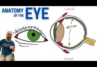 تشريح العين
