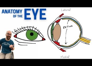 تشريح العين