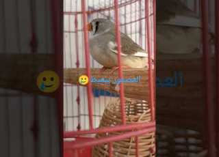العصفور حزين مشاعر عصفور الزيبرا