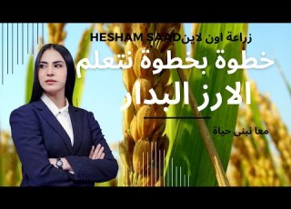 الارز البدار Growing Baddar Rice ازاى نزرع صح للحصول على اعلى انتاجية How Rice Is Made