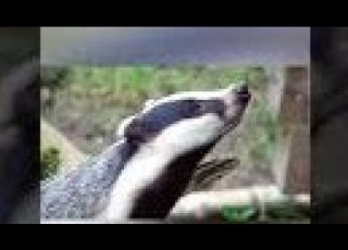 حيوان الغرير Badger Animal