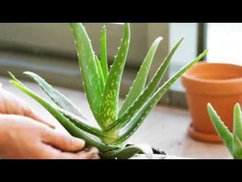 Maajabu Ya Alovera Shubiri Kitiba