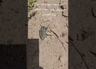 حشرة سراح البرم ينغدا على هذة الشجره قبل وصوله لمناطق التي فيها شجرة سمر في صحراء أبوظبي سيف الصريدي