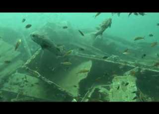  15th Dive Boon Sung Wreck 06 Feb 2026