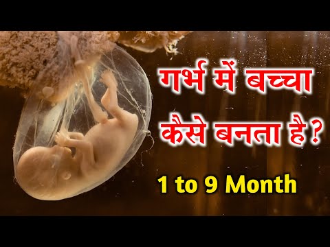 1 स 9 मह न गर भ म श श क व क स क र चक सफर 1 To 9 Month Of Baby Growth During Pregnancy