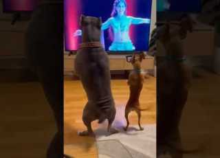  Professional Belly Dancers Reels Shorts Dance