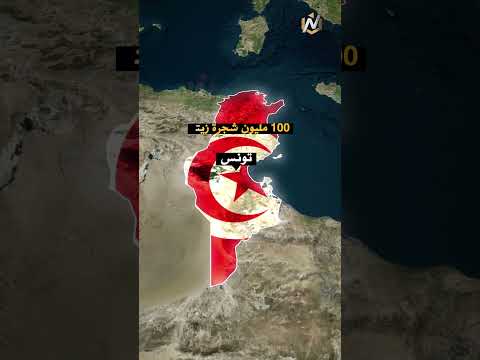 ما هي الدولة الأقوى في زراعة الزيتون من يسيطر على سوق زيت الزيتون العالمي