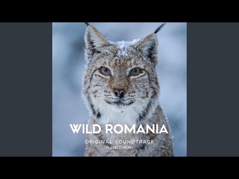 Journey Into The Danube