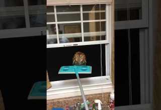 He Found An Owl Inside Of His House