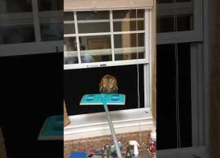 He Found An Owl Inside Of His House