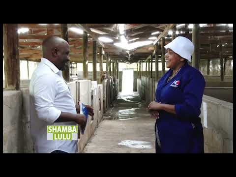 Ufugaji Wa Nguruwe Kisasa