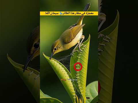 معجزة في منقار هذا الطائر سبحان الله