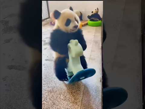 Pandas Are The Funniest Animals In The World