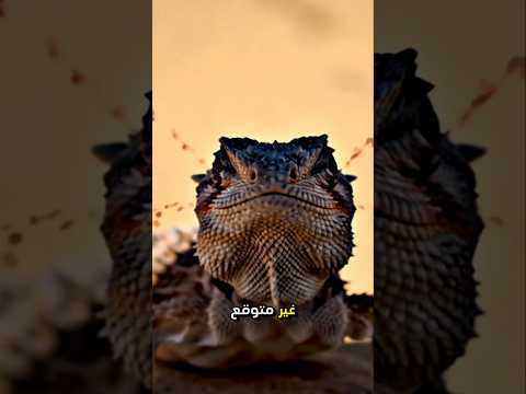 سحلية الشيطان الشائكة ومعلومات لا تتخيلها