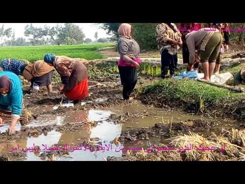 روتين الفلاحين الشقيانين فى الغيط اكلت المواشى وحشيت برسيم بيقولو عليا فلاحه ملهم الفلاحين