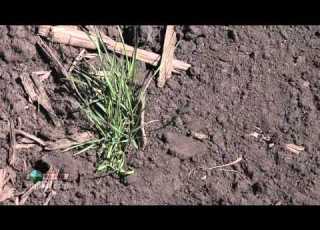 Grass Control In Wheat 834 Air Date 3 30 14