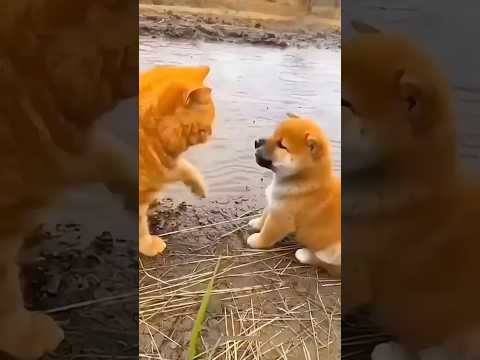 Maza Aaya Kitty Funny Cat Comedy Trending Youtubeshorts Shorts Shortvideo