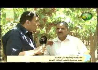 زراعة عنب فليم سيدلس مواصفات عنقود عنب التصدير ومعاملات الجمع