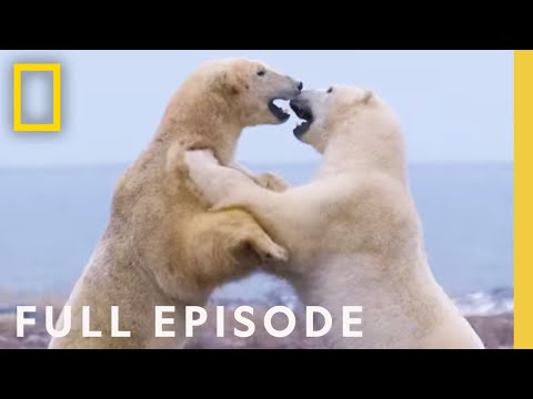 Clan Of The North Full Episode Kingdom Of The Polar Bears