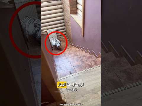 قام الرجل بتربية نمر أليف Shorts