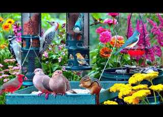  LIVE Cottage Summer Bird Feeder Cardinals Orioles Goldfinches Nature Sounds Sleep Cat TV