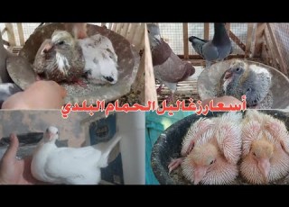  أسعار زغاليل الحمام البلدي في الأسواق والمطاعم