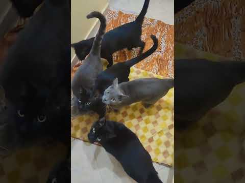 Compassion For Animals Isn T Just About Feeding And Watering Them Cats Catlovers Pyf