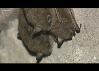 2 The Outdoors Bats Populations In Peril Across North America