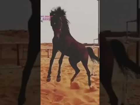 ذهب خوتنا ذهب Shorts ممكن توصلوني ل 1000 مشترك