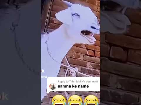 Aamna Name WhatsApp Funny Stetus Amna Shorts Namepoint