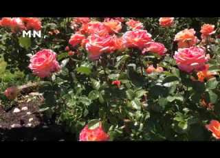 جانانه راشه په ګلشن نوی بهار دی ناشناس