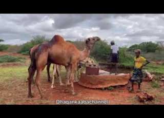 Sida Geela Looshubo