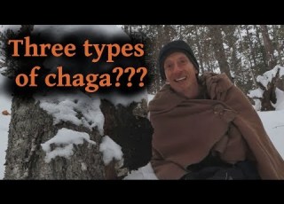 3 Types Of Chaga Mushroom 3 Different Uses