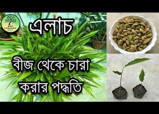  How To Grow Cardamom From Seeds For Cooking At Home How To Grow Cardamom From Seeds Queen Of