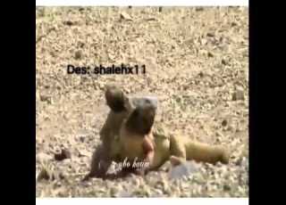 راح ما قال الوداع