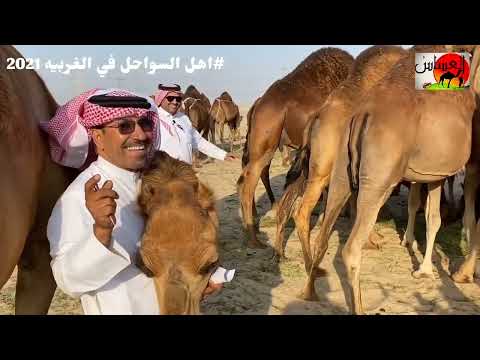 معلومات مهمه عن الابل الساحليه