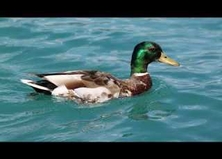 Duck Quack Sound Effect In HD Quality